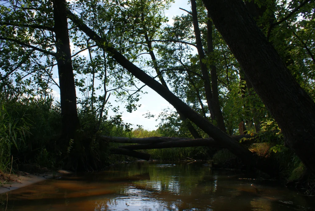 Kajaki Ster - Spływ kajakowy Bondyrz